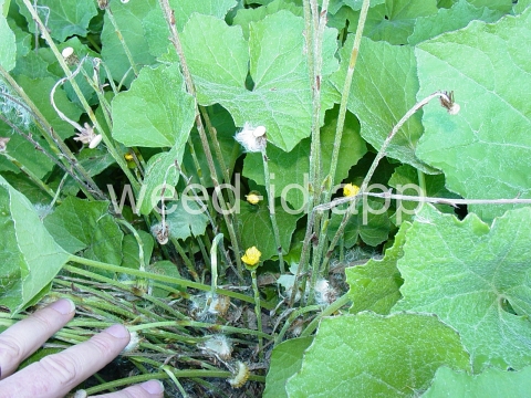 coltsfoot